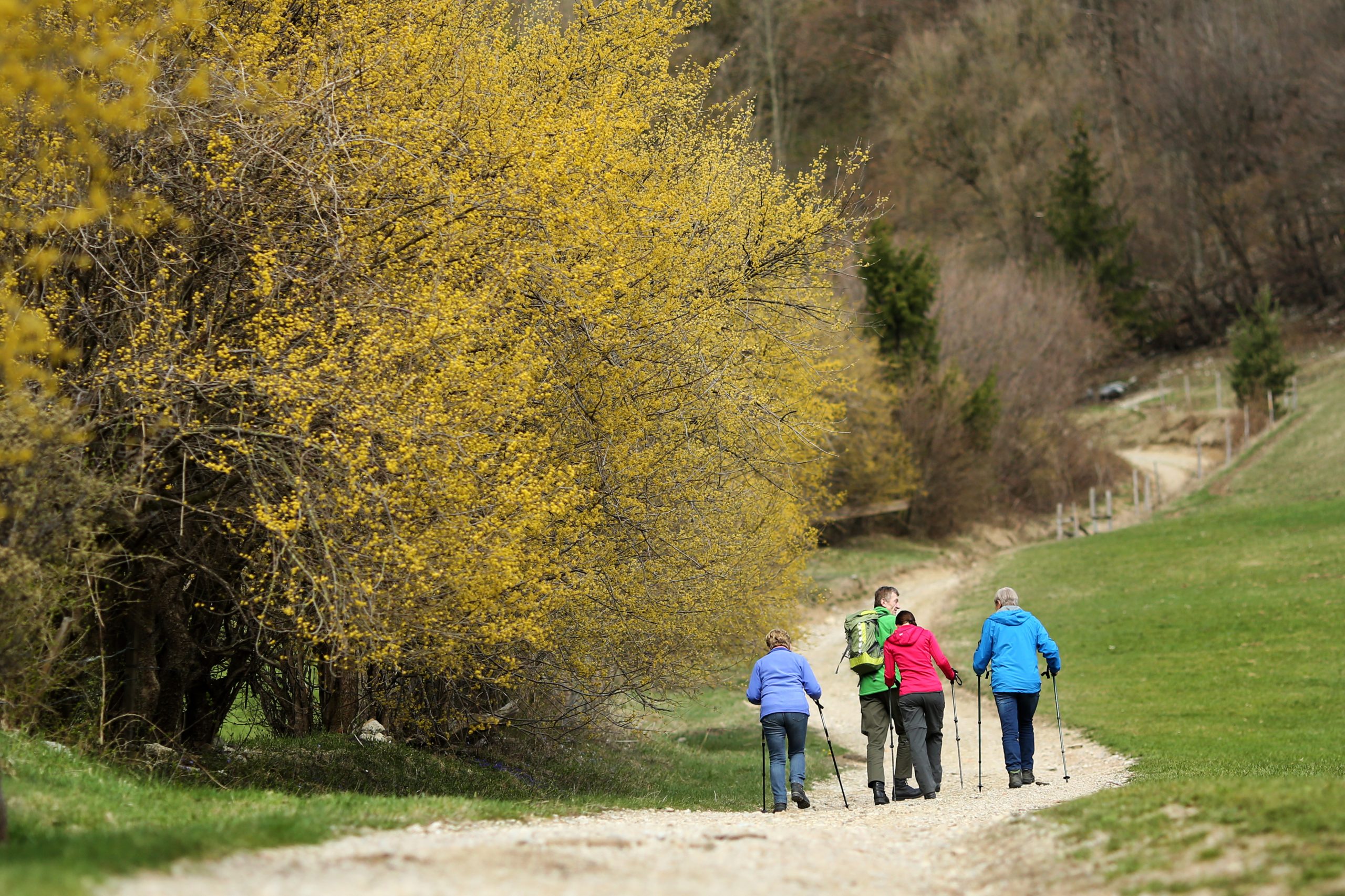 Dirndlblütenwanderung