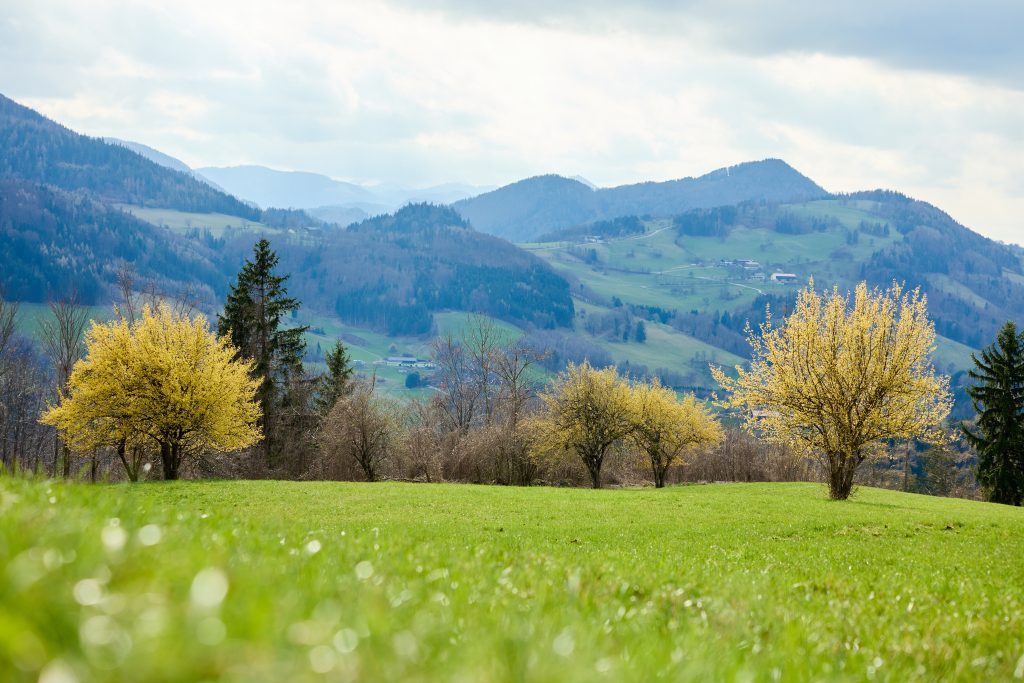 gelb blühende Dirndlbäume - dahinter grüne Berglandschaft
